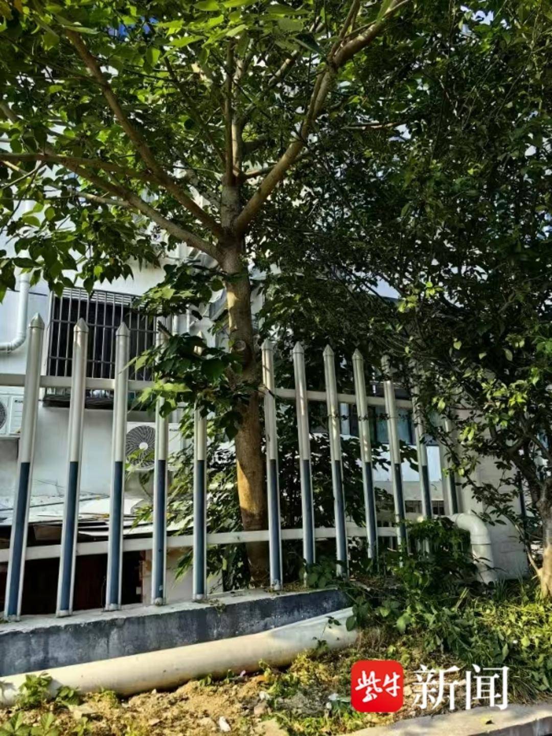 危樹隱患清零<strong></p>
<p>流水線</strong>！“24小時民情流水線”快速解民憂:流水線